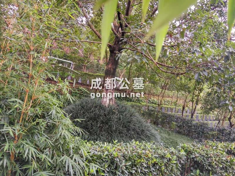 环境图-长松寺公墓-成都公墓