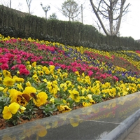 红梅园生态鲜花葬-长松寺公墓-成都公墓