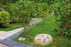 中国古代树葬的起源与发展